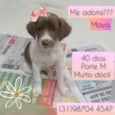 Maya
