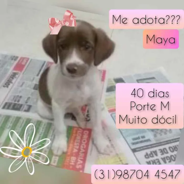 Cachorro raça SRD idade Abaixo de 2 meses nome Maya