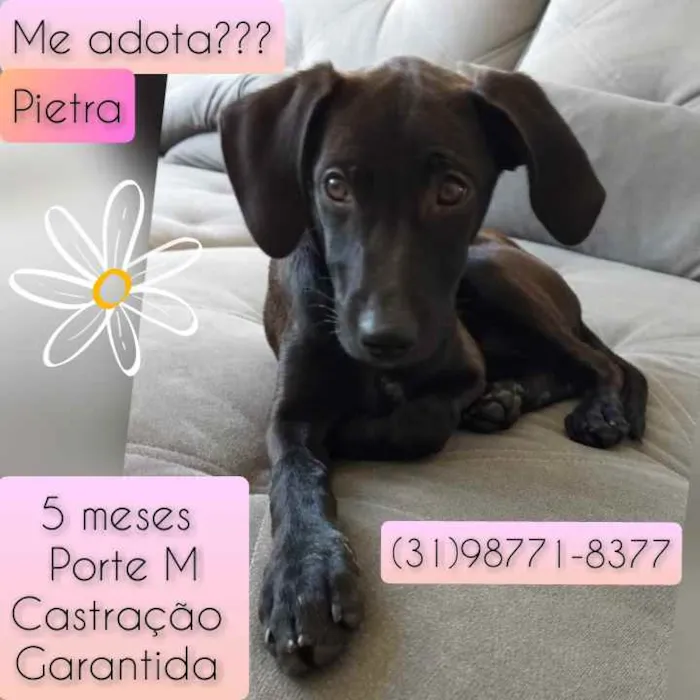 Cachorro raça SRD idade 2 a 6 meses nome Pietra