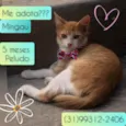 Mingau