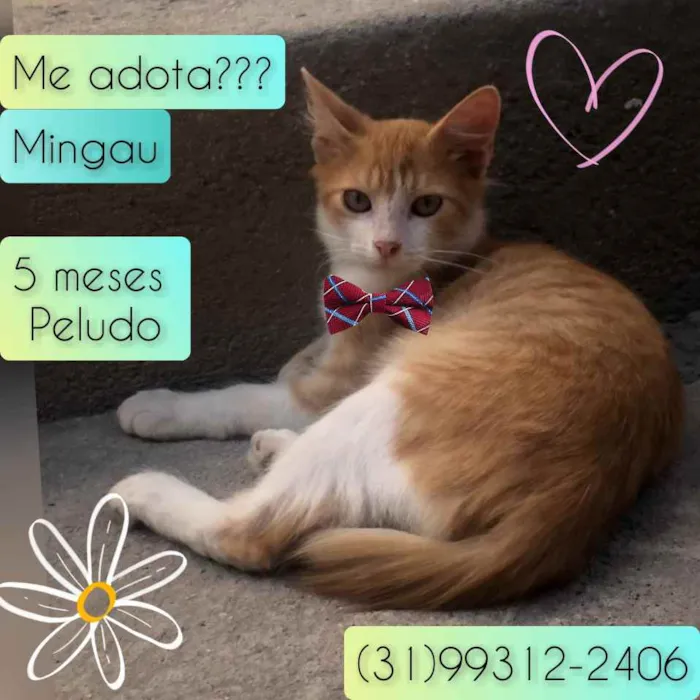 Gato raça SRD idade 2 a 6 meses nome Mingau