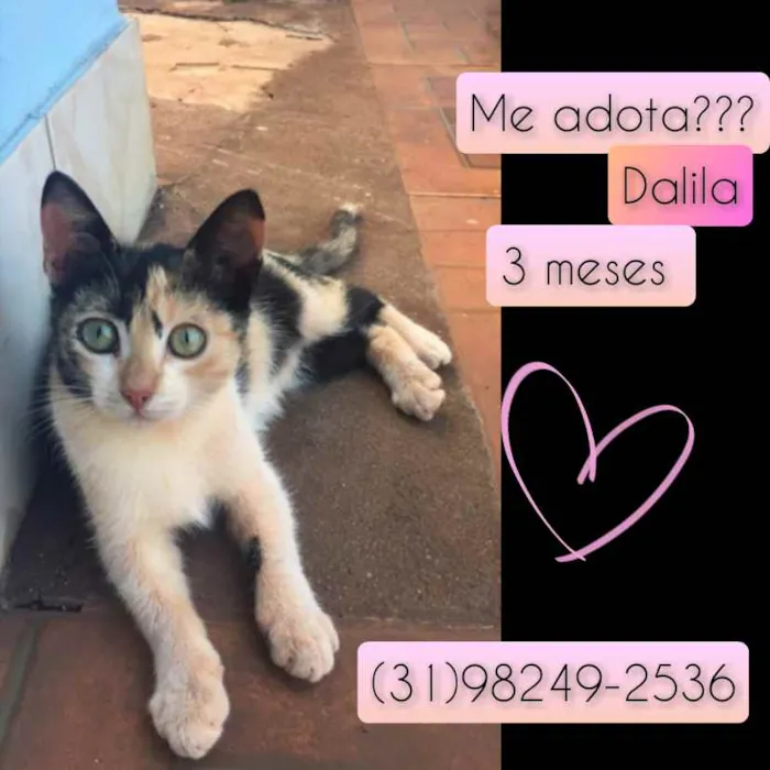 Gato raça SRD idade 2 a 6 meses nome Dalila