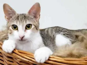 Gato raça SRD idade 2 a 6 meses nome Lara e Jessy