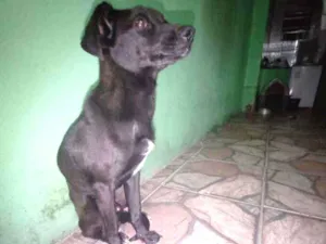 Cachorro raça Dachshund com Poodle  idade 7 a 11 meses nome Negão 