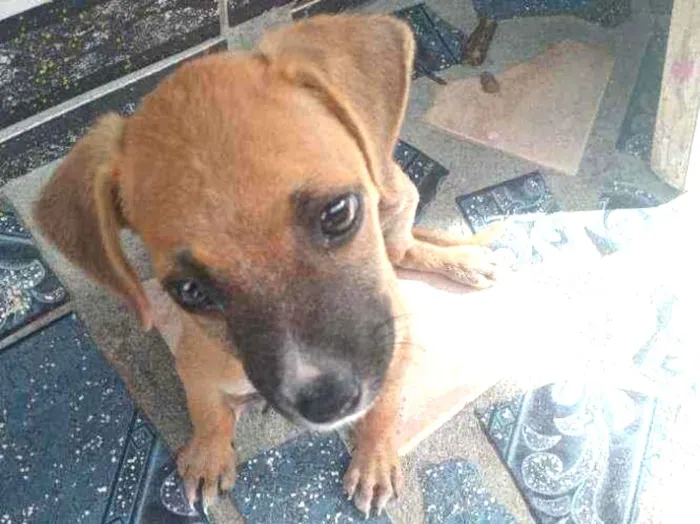 Cachorro ra a Vira Lata idade Abaixo de 2 meses nome Eleven 