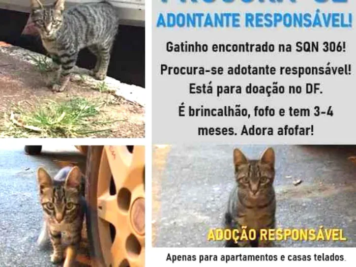 Gato ra a S.R.D. idade 2 a 6 meses nome Bob
