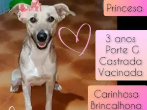 Cachorro raça SRD idade 3 anos nome Princesa