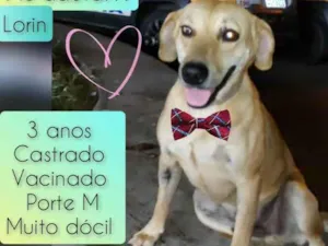Cachorro raça SRD idade 3 anos nome Lorin