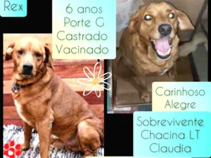 Cachorro raça SRD idade 6 ou mais anos nome Rex
