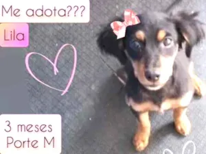 Cachorro raça SRD idade 2 a 6 meses nome Lila