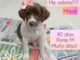 Maya