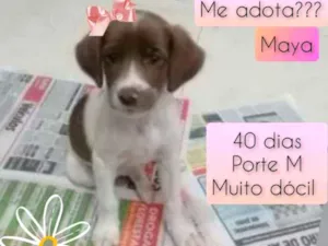 Cachorro raça SRD idade Abaixo de 2 meses nome Maya