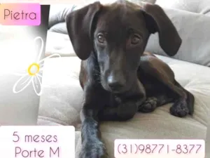 Cachorro raça SRD idade 2 a 6 meses nome Pietra