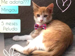 Gato raça SRD idade 2 a 6 meses nome Mingau