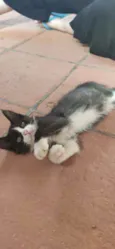 Tom