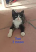 Tom