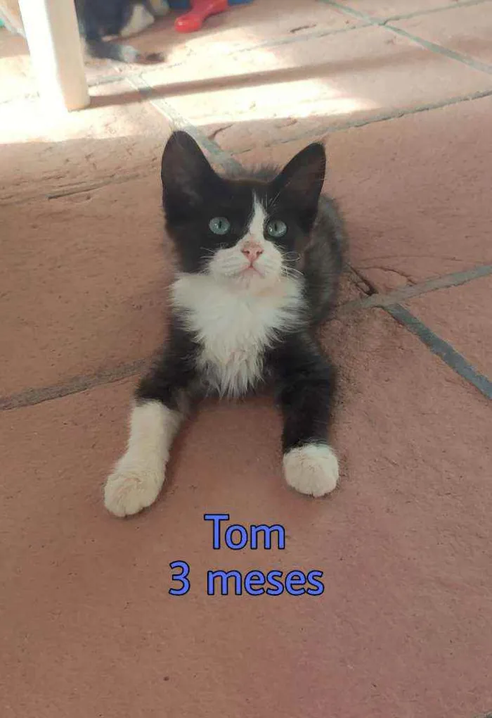 Gato ra a Srd idade 2 a 6 meses nome Tom