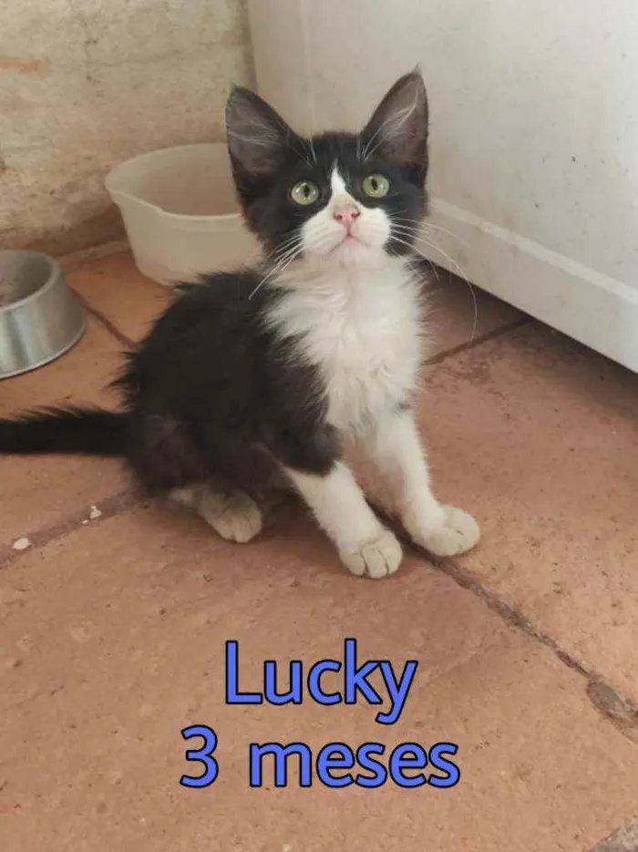 Gato ra a Srd idade 2 a 6 meses nome Lucky