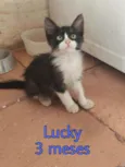 Lucky