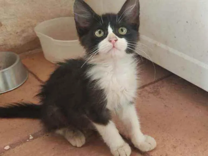 Gato ra a Srd idade 2 a 6 meses nome Lucky