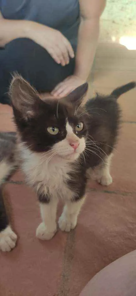 Gato ra a Srd idade 2 a 6 meses nome Lucky