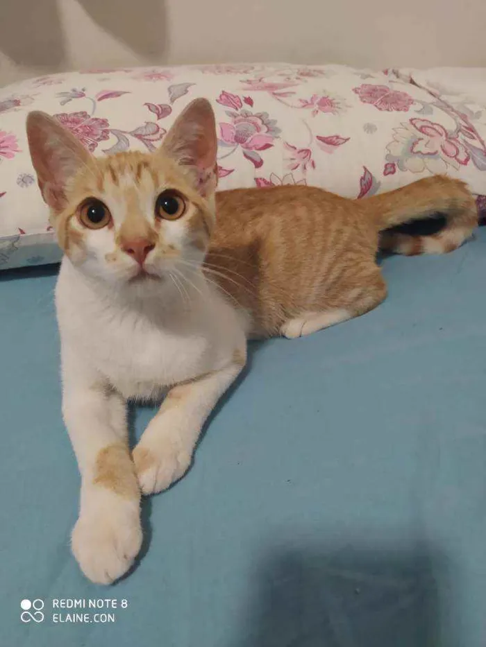 Gato ra a Srd idade 2 a 6 meses nome Ferrugem