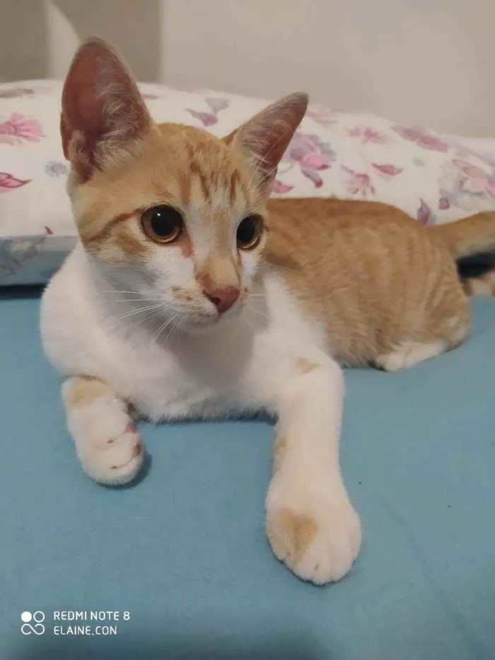 Gato ra a Srd idade 2 a 6 meses nome Ferrugem