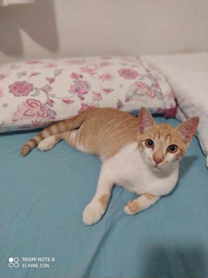 Gato ra a Srd idade 2 a 6 meses nome Ferrugem