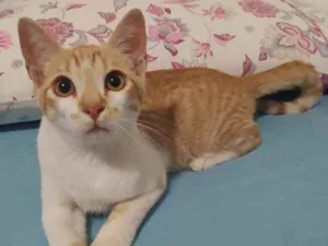 Gato raça Srd idade 2 a 6 meses nome Ferrugem