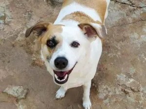 Cachorro raça Std idade 2 anos nome Manu