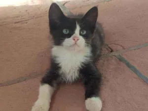 Gato raça Srd idade 2 a 6 meses nome Tom