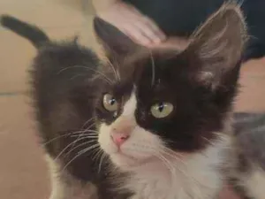 Gato raça Srd idade 2 a 6 meses nome Lucky