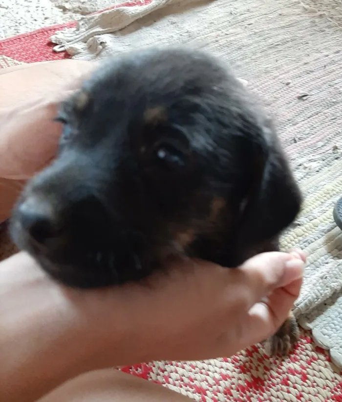 Cachorro ra a SRD-ViraLata idade 2 a 6 meses nome sem nome