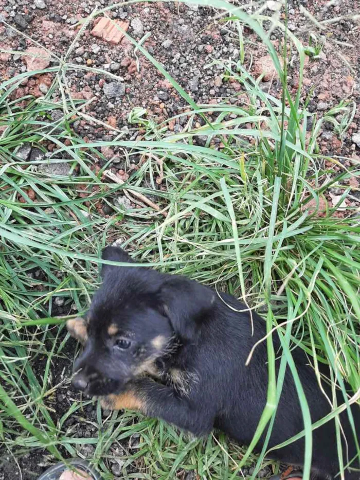 Cachorro ra a SRD-ViraLata idade 2 a 6 meses nome sem nome