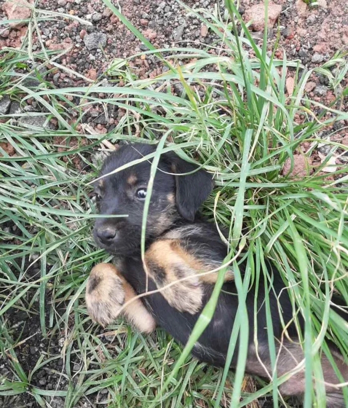 Cachorro ra a SRD-ViraLata idade 2 a 6 meses nome sem nome