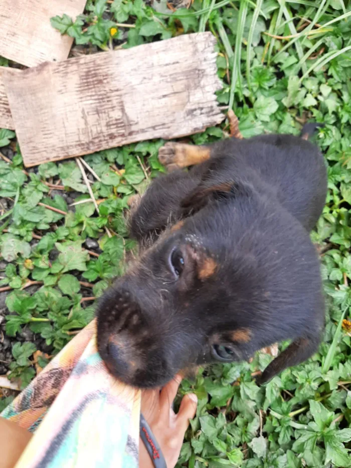Cachorro ra a SRD-ViraLata idade 2 a 6 meses nome sem nome