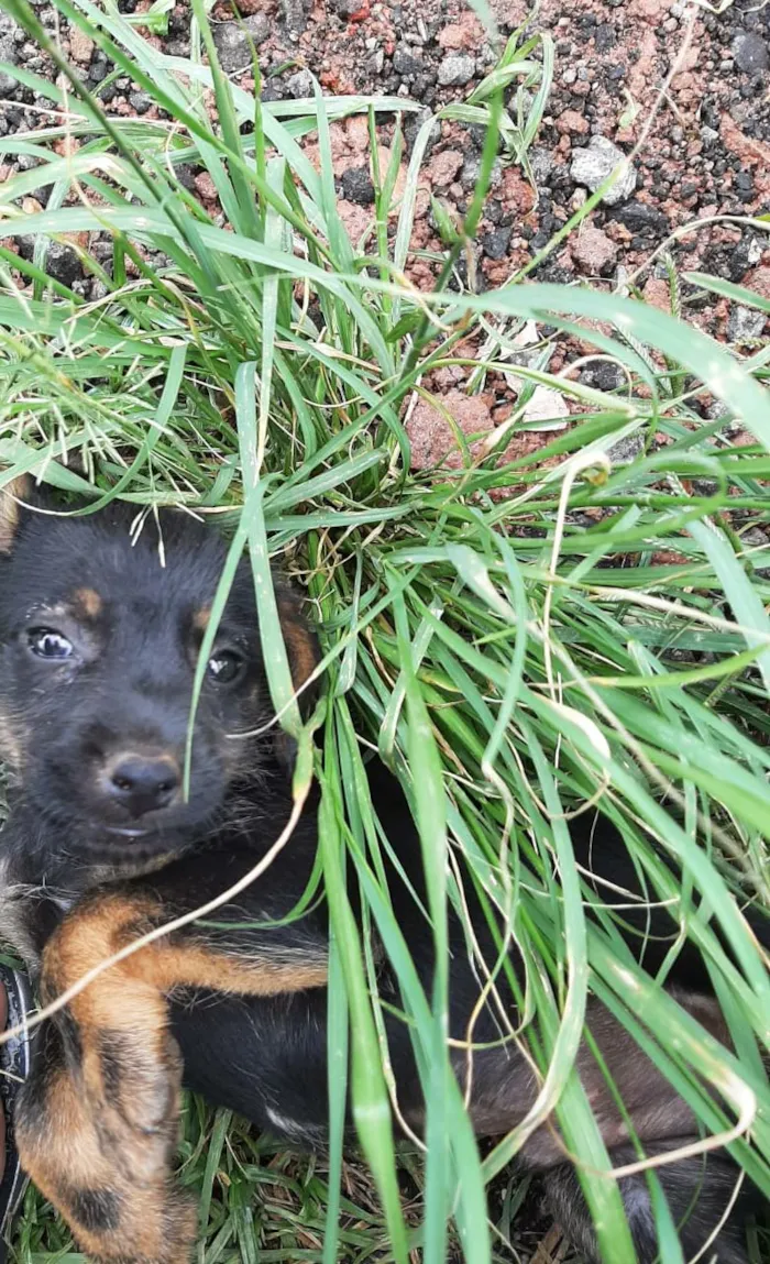 Cachorro ra a SRD-ViraLata idade 2 a 6 meses nome sem nome