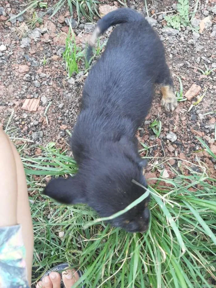 Cachorro ra a SRD-ViraLata idade 2 a 6 meses nome sem nome