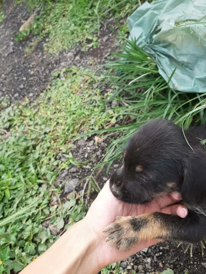 Cachorro ra a SRD-ViraLata idade 2 a 6 meses nome sem nome