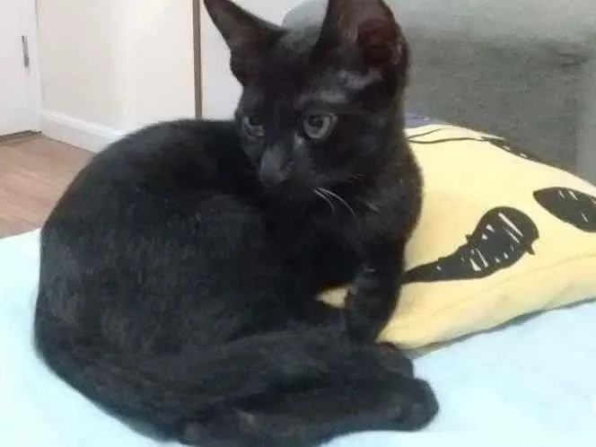 Gato raça SRD-ViraLata idade 2 a 6 meses nome Jack Sparrow