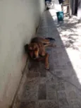 Zafira