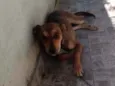 Zafira