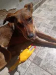Zafira