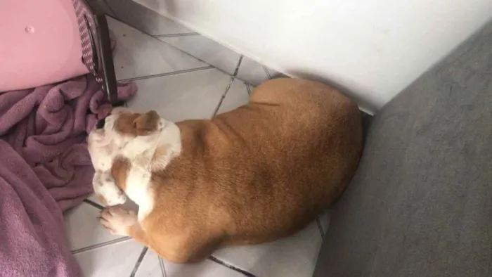 Cachorro ra a Bulldog Inglês  idade 2 anos nome Kiara
