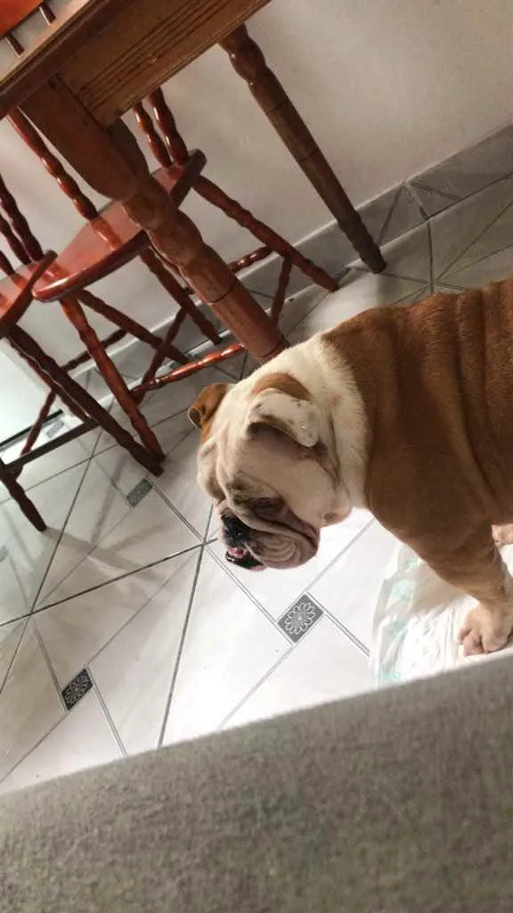 Cachorro ra a Bulldog Inglês  idade 2 anos nome Kiara