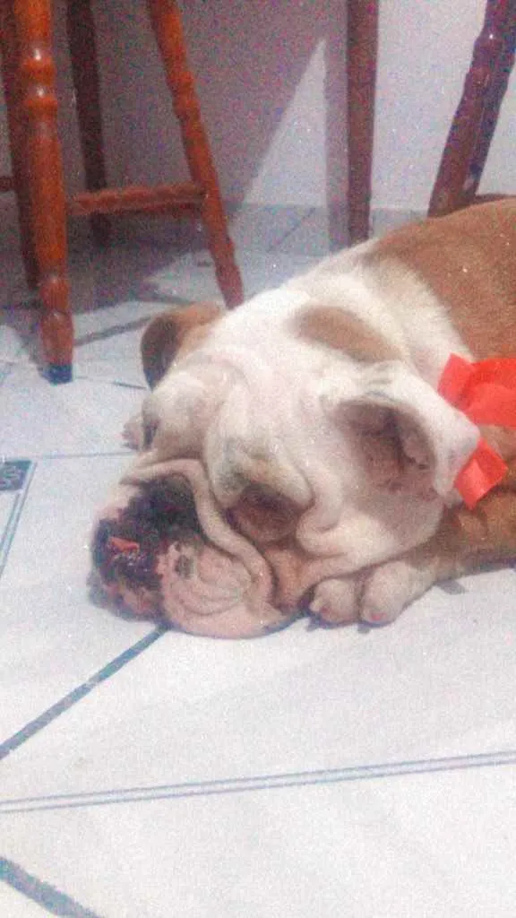 Cachorro ra a Bulldog Inglês  idade 2 anos nome Kiara