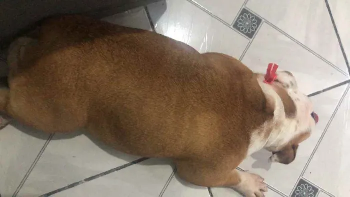 Cachorro ra a Bulldog Inglês  idade 2 anos nome Kiara