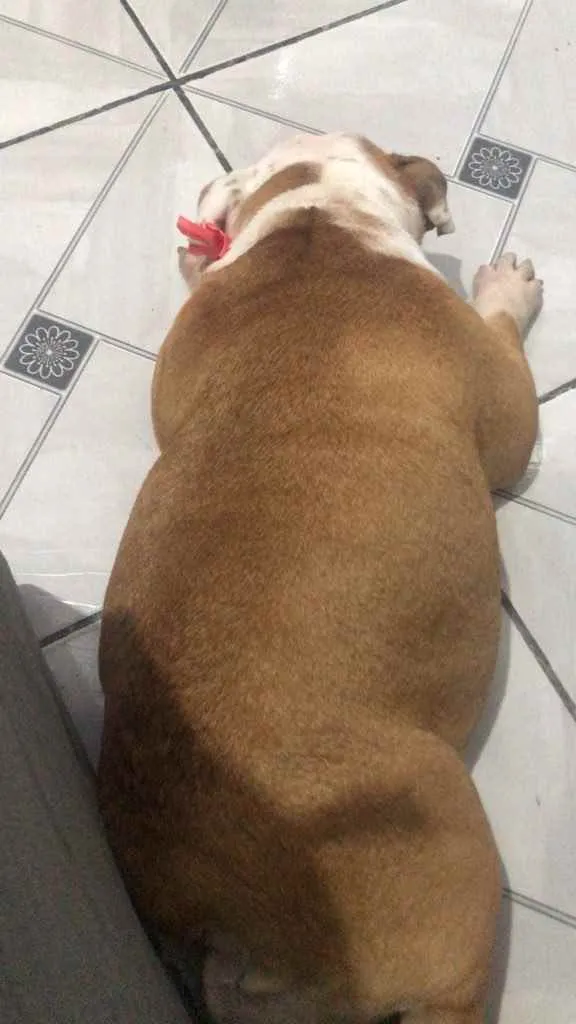 Cachorro ra a Bulldog Inglês  idade 2 anos nome Kiara