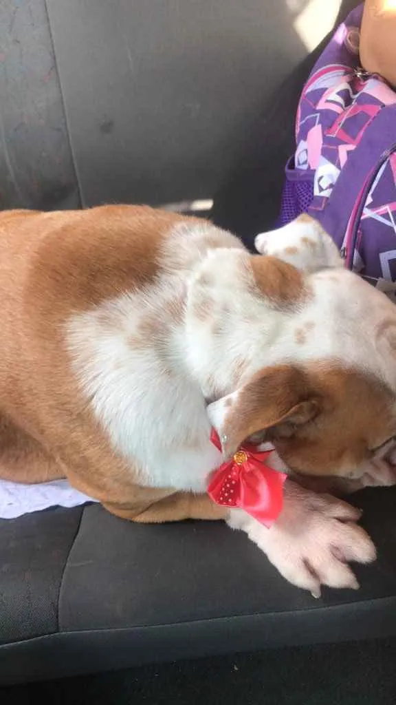 Cachorro ra a Bulldog Inglês  idade 2 anos nome Kiara