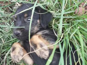 Cachorro raça SRD-ViraLata idade 2 a 6 meses nome sem nome